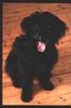Gos d´Atura Català Foto: noch einmal Luna ! (ID 3161) Gos d´Atura Català Hund