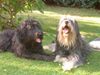 Gos d´Atura Català Foto: Iloscha de Marotte und Ares de palla granja (Mutter und Sohn9 (ID 17096) Gos d´Atura Català Hund