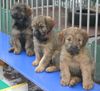 Gos d´Atura Català Foto: Dschowos Gos d'Atura Welpen (ID 7963) Gos d´Atura Català Hund
