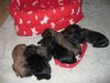 Gos d´Atura Català Foto: puppies Dschowo's Rico und Helléne de Marotte (ID 18255) Gos d´Atura Català Hund