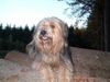 Gos d´Atura Català Foto: Unser Gos d' atura (ID 9882) Gos d´Atura Català Hund