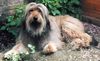 Gos d´Atura Català Foto: Bolero del mas Pescador (ID 11750) Gos d´Atura Català Hund