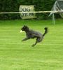 Gos d´Atura Català Foto: Luna der fliegende Gos (ID 14850) Gos d´Atura Català Hund