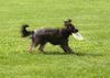 Gos d´Atura Català Foto: luna spielt für ihr Leben gern Frisbee.Auf der Holländischen Meisterschaft waren alle Richter begeistert von dieser Ihnen völlig unbekannten Rasse weil sie nicht nur schnell und klasse spielt sondern auch noch süß aussieht mit ihrem Fell. (ID 14849) Gos d´Atura Català Hund