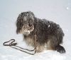 Gos d´Atura Català Foto: Iloscha die kleine Schneefrau (ID 19662) Gos d´Atura Català Hund