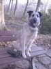 Gos d´Atura Català Foto: Gos d'Atura Mix oder Gos d'Atura? (ID 10071) Gos d´Atura Català Hund