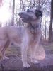 Gos d´Atura Català Foto: Gos d\'Atura Mix oder Gos d\'Atura? (ID 10072) Gos d´Atura Català Hund