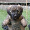 Gos d´Atura Català Foto: Gos d Atura Welpe (ID 17893) Gos d´Atura Català Hund