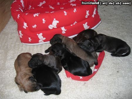 Gos d´Atura Català Hunde Foto 18255 Gos d´Atura Català puppies Dschowo's Rico und Helléne de Marotte