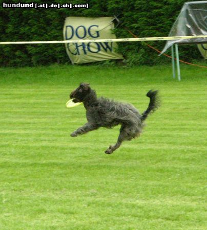 Gos d´Atura Català Hunde Foto 14850 in höherer Auflösung ansehen Gos d´Atura Català Luna der fliegende Gos