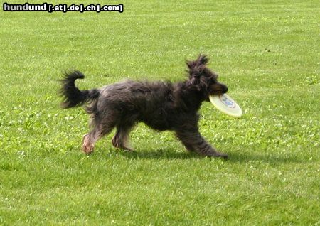 Gos d´Atura Català Hunde Foto 14849 in höherer Auflösung ansehen Gos d´Atura Català luna spielt für ihr Leben gern Frisbee.Auf der Holländischen Meisterschaft waren alle Richter begeistert von dieser Ihnen völlig unbekannten Rasse weil sie nicht nur schnell und klasse spielt sondern auch noch süß aussieht mit ihrem Fell.