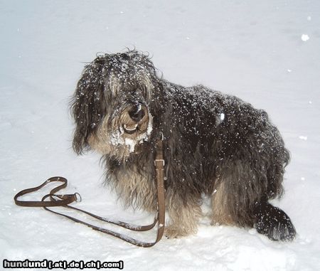Gos d´Atura Català Hunde Foto 19662 Gos d´Atura Català Iloscha die kleine Schneefrau