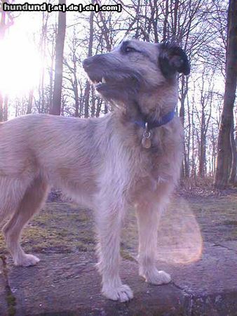 Gos d´Atura Català Hunde Foto 10072 Gos d´Atura Català Gos d\'Atura Mix oder Gos d\'Atura?