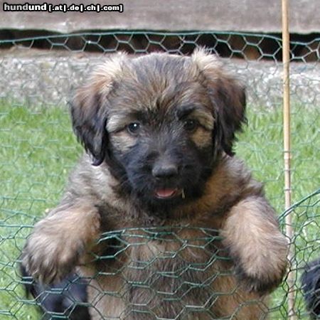 Gos d´Atura Català Hunde Foto 17893 in höherer Auflösung ansehen Gos d´Atura Català Gos d Atura Welpe