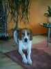 Grand Anglo-Francais Tricolore Hund