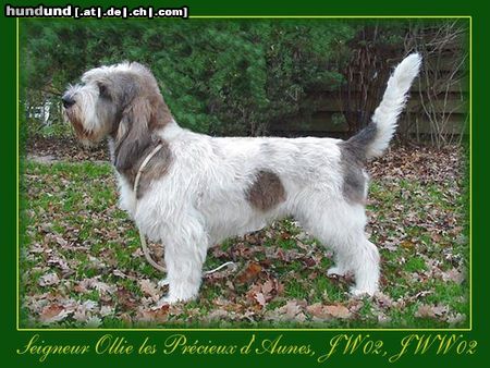 Grand Basset Griffon Vendéen Hunde Foto 6621 Grand Basset Griffon Vendéen Kennel les Précieux d'Aunes