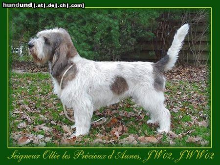 Grand Basset Griffon Vendéen Kennel les Précieux d'Aunes