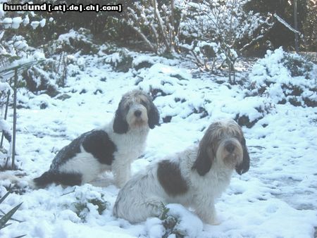 Grand Basset Griffon Vendéen Kennel de Bucamie