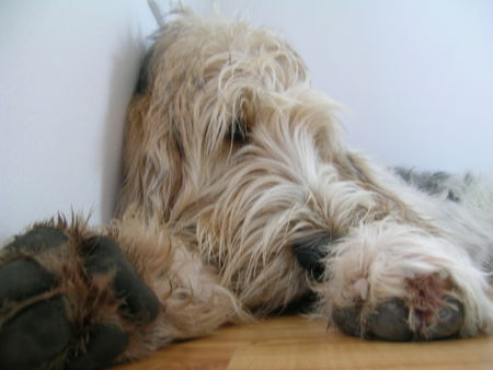 Grand Basset Griffon Vendéen ...hab doch nur ganz vorsichtig am Tischbein geknabbert...