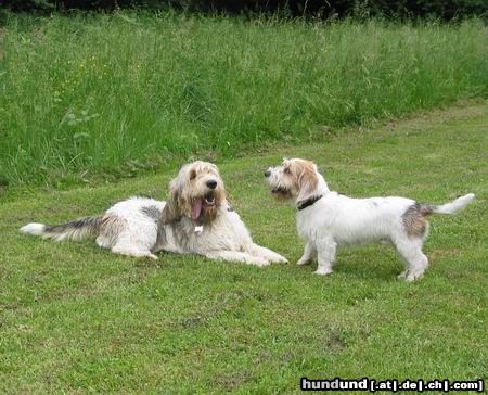 Grand Basset Griffon Vendéen Hunde Foto 3984 Grand Basset Griffon Vendéen Groß und Klein verstehen sich gut!