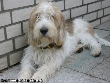 Grand Basset Griffon Vendéen Unser Giacomo