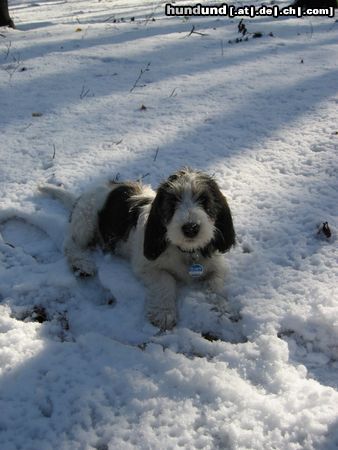 Grand Basset Griffon Vendéen Unser Winterhase :-)