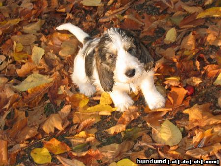 Grand Basset Griffon Vendéen