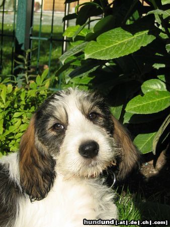 Grand Basset Griffon Vendéen