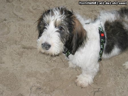 Grand Basset Griffon Vendéen Strandleben