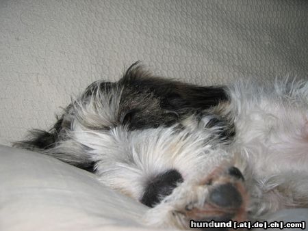 Grand Basset Griffon Vendéen Hunde Foto 18434 in höherer Auflösung ansehen Grand Basset Griffon Vendéen müde