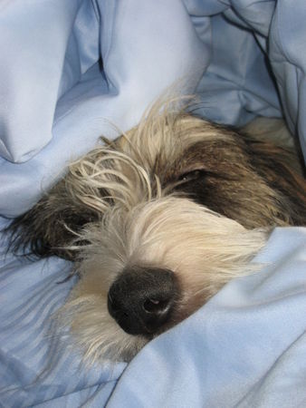 Grand Basset Griffon Vendéen Hunde Foto 38075 in höherer Auflösung ansehen Grand Basset Griffon Vendéen Ich bin ein Häschen