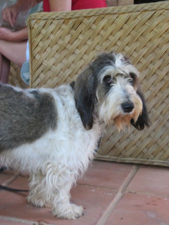 Grand Basset Griffon Vendéen Im Urlaub 2 Jahre alt