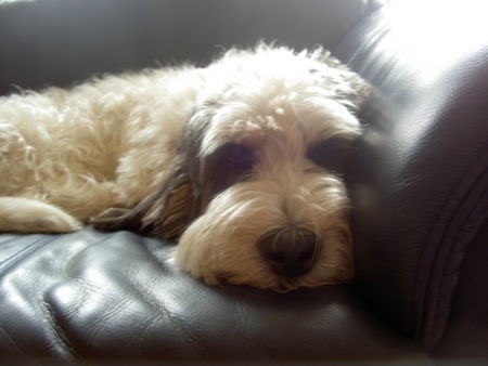 Grand Basset Griffon Vendéen