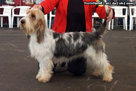 Grand Basset Griffon Vendéen Holmchappell Chaque Fois JW'04