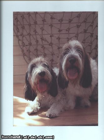 Grand Basset Griffon Vendéen Hunde Foto 7761 Grand Basset Griffon Vendéen Buco & Amie