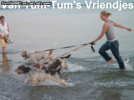 Grand Basset Griffon Vendéen Hunde Foto 4982 Grand Basset Griffon Vendéen