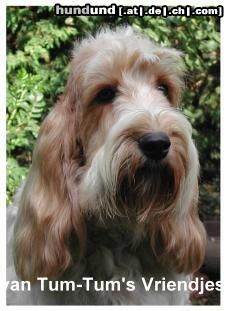 Grand Basset Griffon Vendéen Hunde Foto 4983 Grand Basset Griffon Vendéen