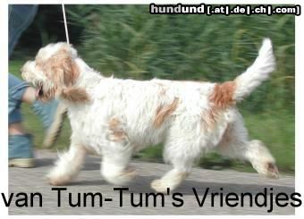 Grand Basset Griffon Vendéen Hunde Foto 4985 Grand Basset Griffon Vendéen