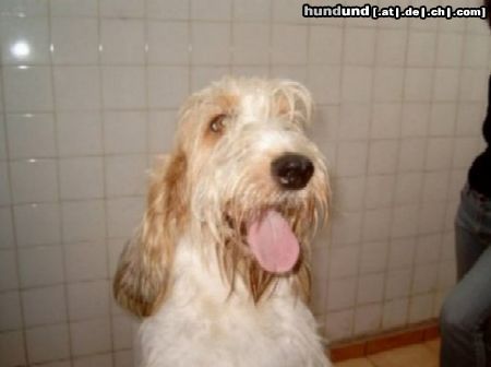 Grand Basset Griffon Vendéen Hunde Foto 4287 Grand Basset Griffon Vendéen Grand Basset Griffon Vendeen puppy