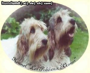 Grand Basset Griffon Vendéen Hunde Foto 6622 Grand Basset Griffon Vendéen Amber & Jessie