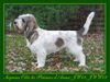Grand Basset Griffon Vendéen Foto: Kennel les Précieux d'Aunes (ID 6621) Grand Basset Griffon Vendéen Hund