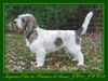 Grand Basset Griffon Vendéen Hund