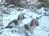 Grand Basset Griffon Vendéen Hund