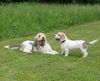 Grand Basset Griffon Vendéen Foto: Groß und Klein verstehen sich gut! (ID 3984) Grand Basset Griffon Vendéen Hund