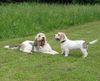 Grand Basset Griffon Vendéen Hund