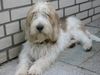 Grand Basset Griffon Vendéen Hund