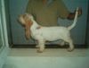 Grand Basset Griffon Vendéen Foto: Grand Basset Griffon Vendeen puppy (ID 4286) Grand Basset Griffon Vendéen Hund