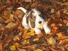 Grand Basset Griffon Vendéen Hund
