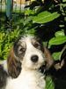 Grand Basset Griffon Vendéen Hund