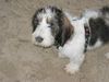 Grand Basset Griffon Vendéen Foto: Strandleben (ID 18431) Grand Basset Griffon Vendéen Hund